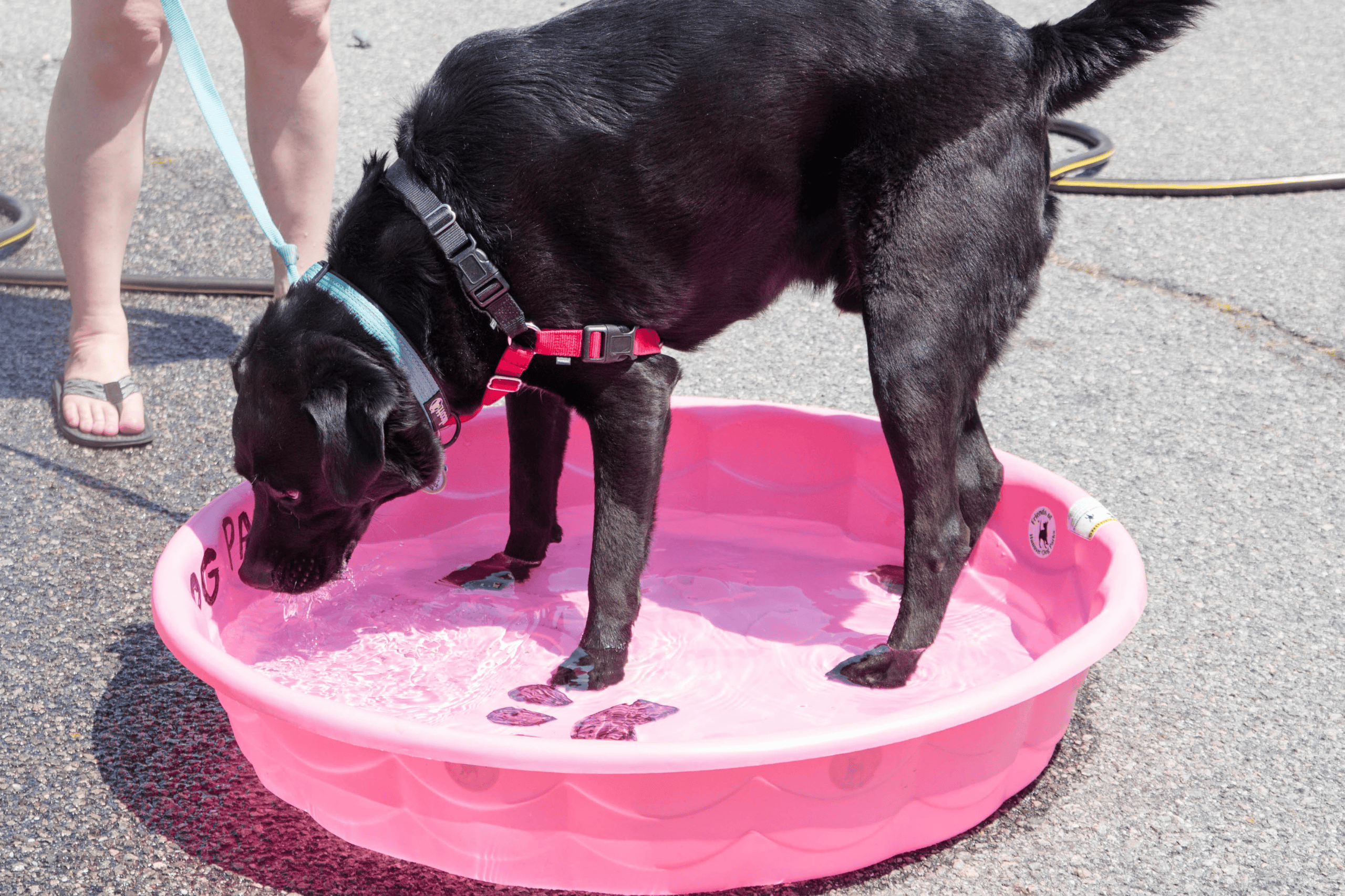 black lab drinking water from a baby pool